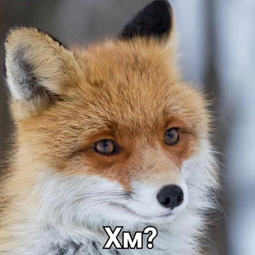 rubah, fox fox, fox mord, rubah merah, rubah itu licik