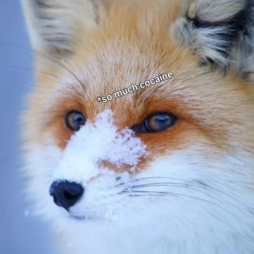 volpe, naso di volpe, il naso della volpe, fox mord, musuzza fox