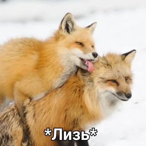 rubah, dua rubah, pasangan rubah, fox fox, rubah merah