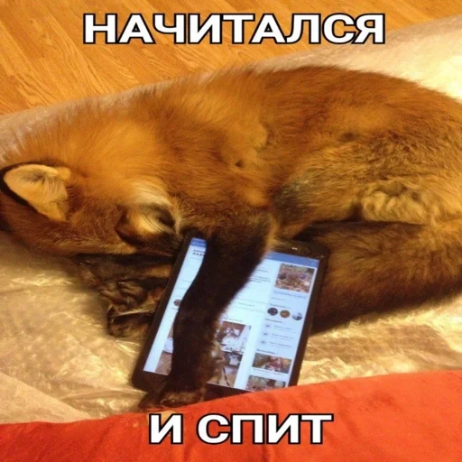 cat, fox, fox fox, the fox is asleep, fox is cool