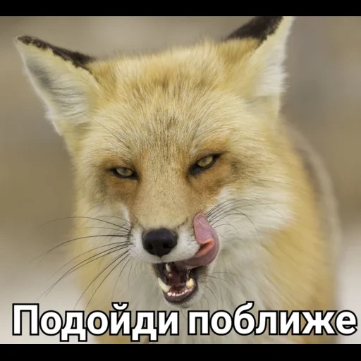 volpe, fox fox, fox mord, la bocca della volpe, la volpe è astuzia