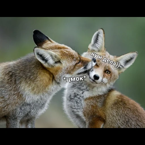 fox, fox fox, red fox, the love of the fox, fox in love