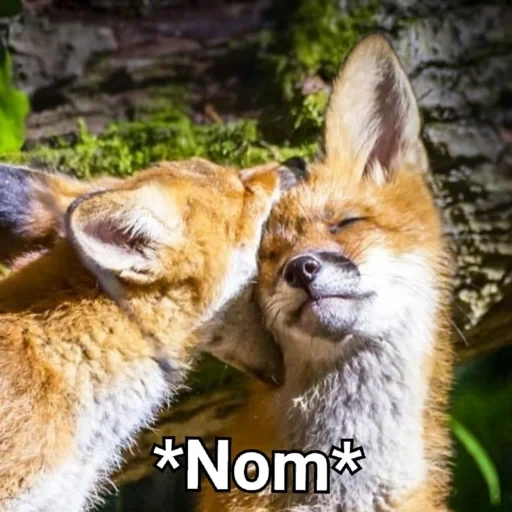 rubah, fox fox, fox fox, pasangan rubah, rubah jatuh cinta