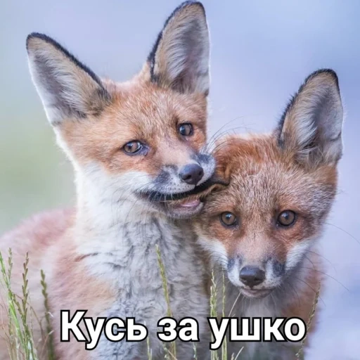 volpe, volpi, animali, fox kus, fox fox