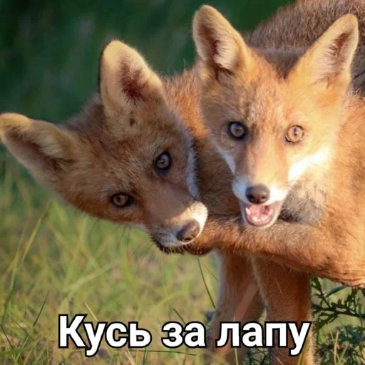 fox, fox, fox, two foxes, fox fox