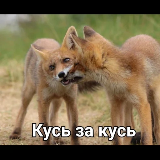 fox, fox, fox coos, fox fox, fox hugs