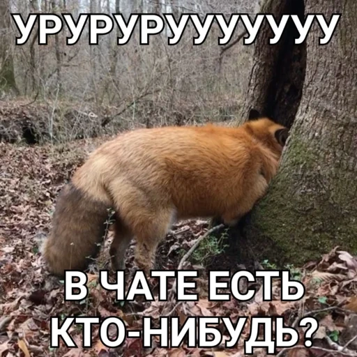 fox, fox, fox fox, a raposa rouba coisas, animal fofo