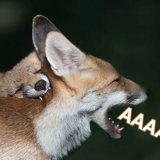 fox, fox ear, fox fox, the laughter of the fox, fox animal