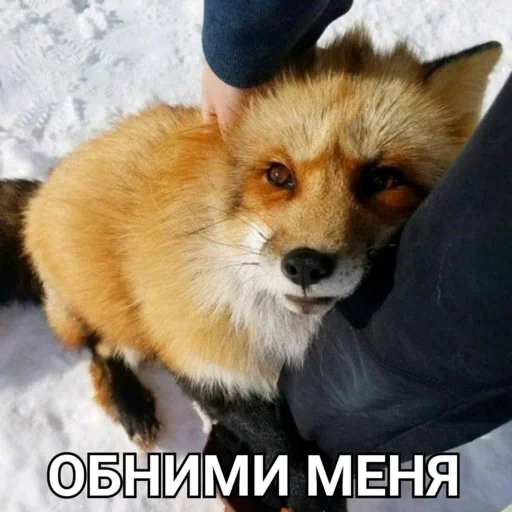 fox, fox, fox fox, raposa fofa, fox alice lixiao
