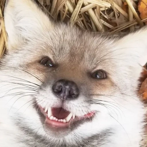 fox, fox fox, rabies fox, lovely fox, little fox