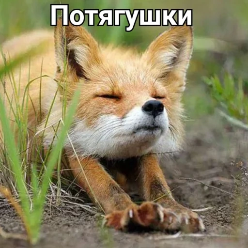 fox, fox fox, a contented fox, good morning fox, good morning meme fox