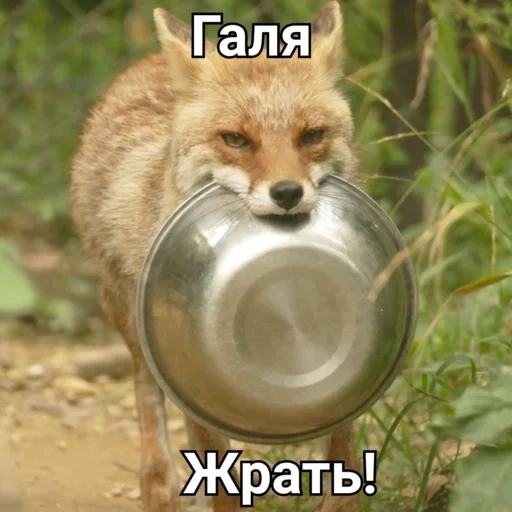 fox, fox, fox fox, funny fox, curious fox