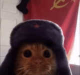 die katze, die sowjetische katze, mem für die katze, süße katze meme