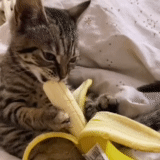 eats a banana, cat banana, banana cat, cat banana, the cat eats a banana