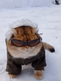кот, cat, собака, rex specs dog goggles, французский бульдог варя