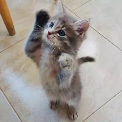 gato, gato, gatinho, gatinho, gatinho gatinho