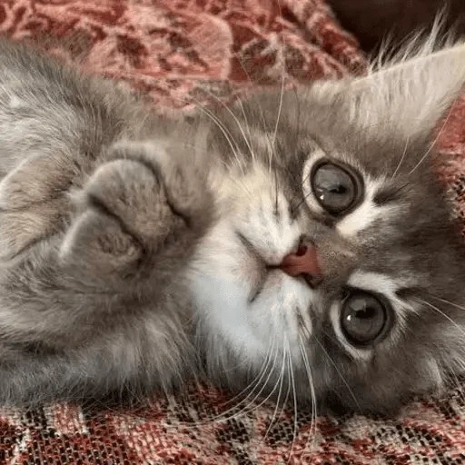 gatto, gatto, un gatto, animali, gli animali sono carini