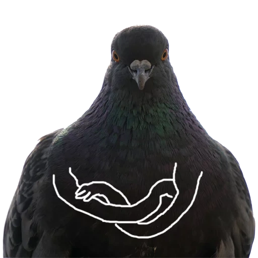 pigeon, pigeon bleu, pigeon noir, les mains du pigeon