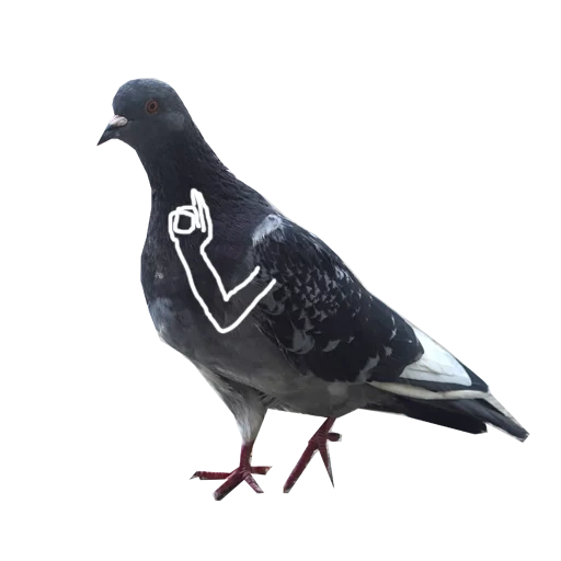pigeon, pigeon à oiseaux, pigeon bleu, les pigeons sont des pigeons, les mains du pigeon