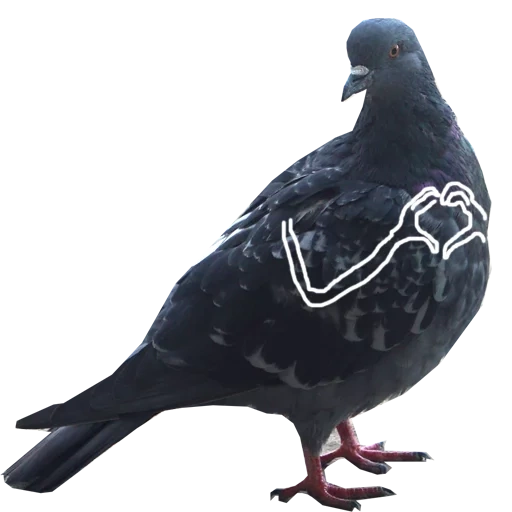 pigeon, pigeon bleu, les mains du pigeon, le pigeon sizar