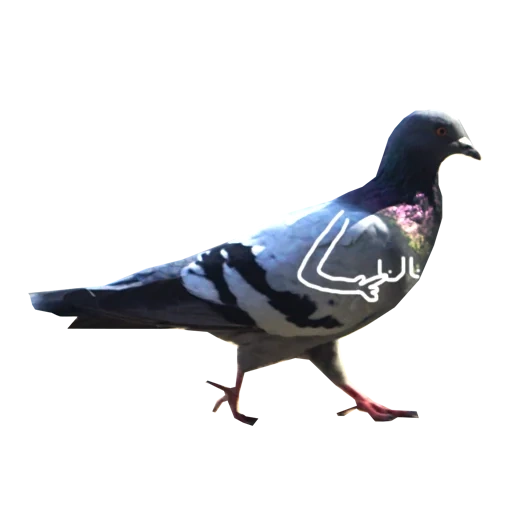 pigeon, pigeon à oiseaux, pigeon bleu, les pigeons sont des pigeons