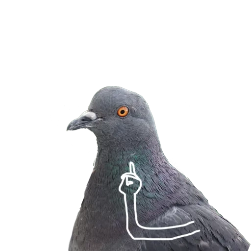 pigeon, pigeon pigeon, black dove, hand pigeon, white dove
