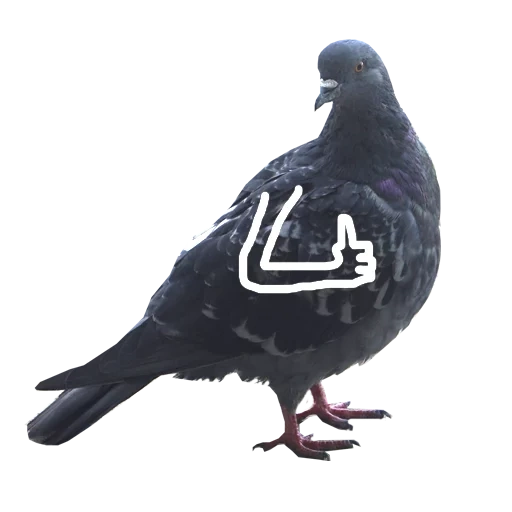 pigeon, pigeon bleu, pigeon noir, les mains du pigeon