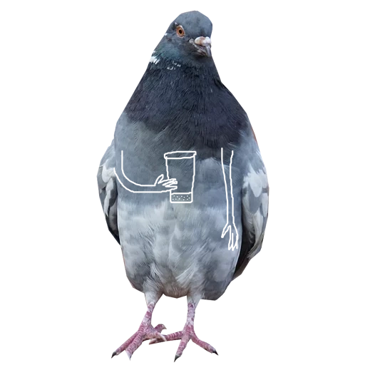 die taube, die taube von jorah, die graue taube, die taube die taube, basil pigeon