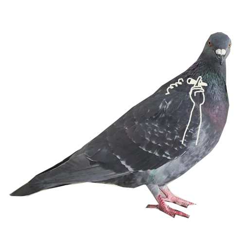 pigeon, le pigeon de zhora, pigeon à oiseaux, pigeon bleu, les pigeons sont des pigeons