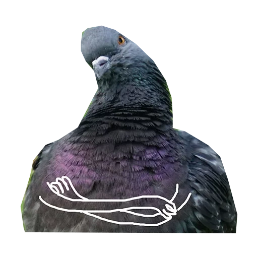 i piccioni, la colomba blu, la colomba nera, denaturazione della melanina del piccione blu
