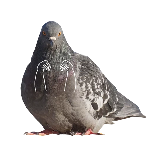 pigeon, un pigeon, pigeon gris, pigeon bleu, vyakhir est une colombe bleuâtre