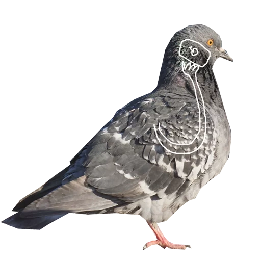 pigeon, grey pigeon, blue dove, grey-bottomed pigeon, blue dove on white background