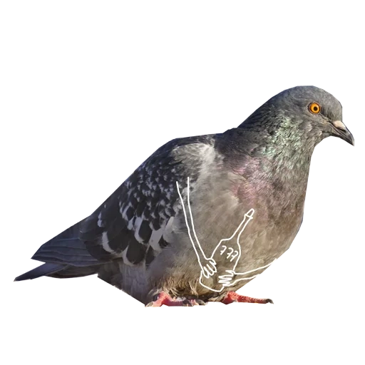 pigeon, grey pigeon, pigeon ash, grey-bottomed pigeon, blue dove on white background