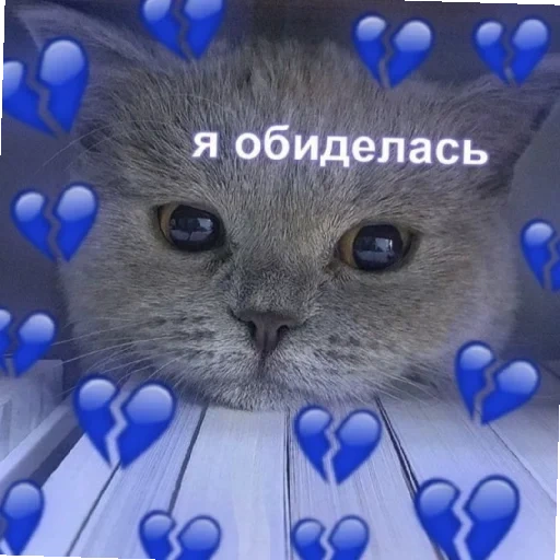cat, the animals are cute, memic cute cat, cute cats are funny, postcard cute cat