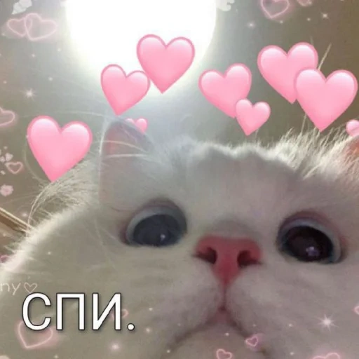 милый котик мем, котики сердечками, милый белый котик мем, милые котики сердечками, котики сердечками над головой