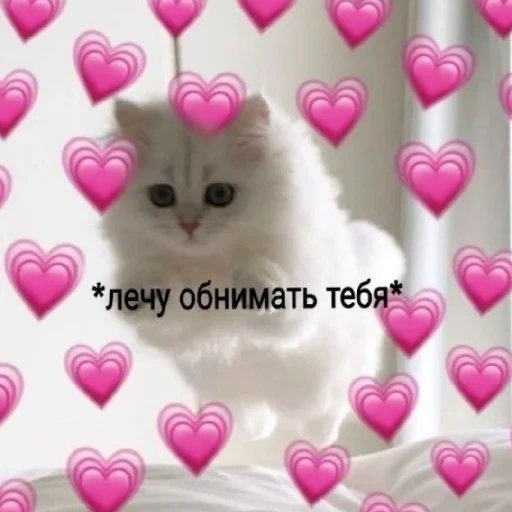 dear cat with hearts, cute cats with inscriptions, catchers with hearts, cute picchi cats with hearts, cute cats with hearts