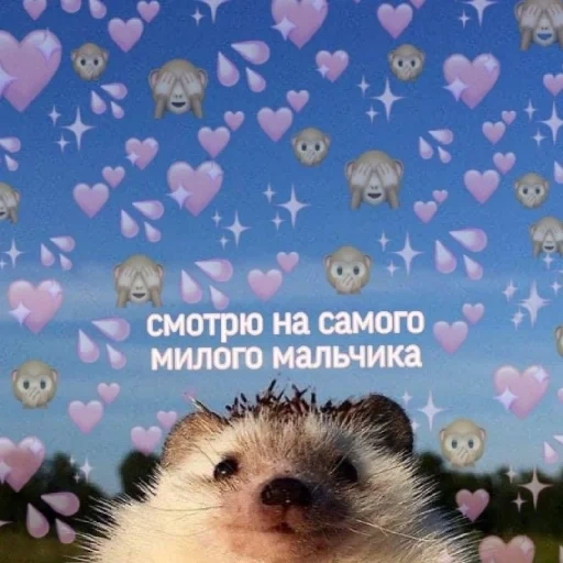 hedgehog, cute text, lovely cards, valentines are cute, good morning beloved hedgehog