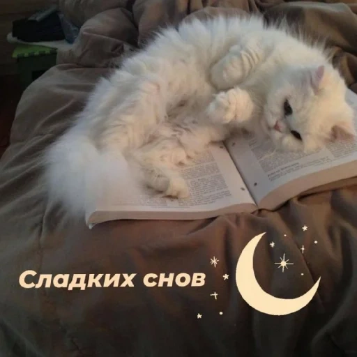 buona notte, sogni d'oro, gli animali più carini, una buona notte di gattino, sogni d'oro con un gatto gatto