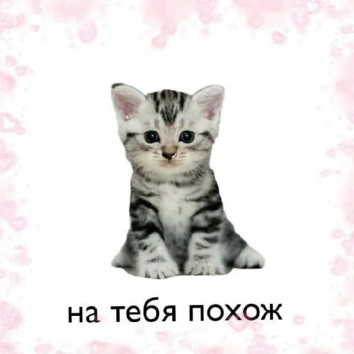 cat, you are a cat, my kitten, cute animals, you are my kitty