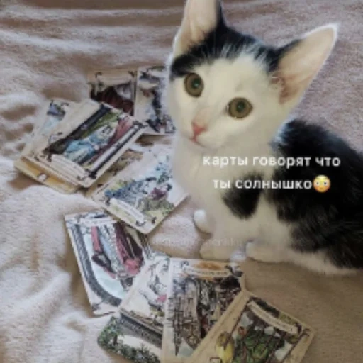 cat, cat, cash cat, animal cats, white cat of money