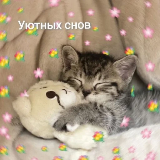 уютных снов, сладеньких снов, сладких снов котёнок, спокойной ночи котиками, спокойной ночи милый котик