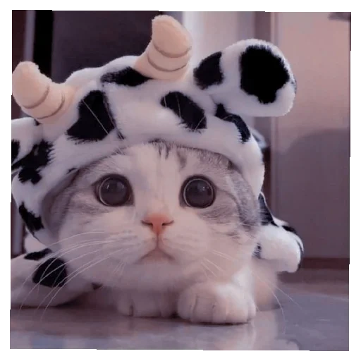 кот, котик, милые котики, милый котик шапочке, милые котики смешные