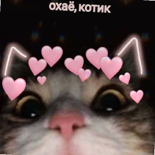 chats, kis kis chat, chats mignons, kis kis kotik, cats picchi mignons sur l'amour