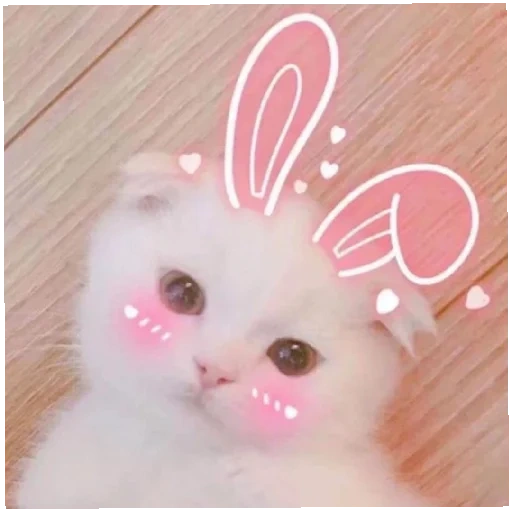 cat, cute cats, cute cats, picchi cats, a cat with pink cheeks