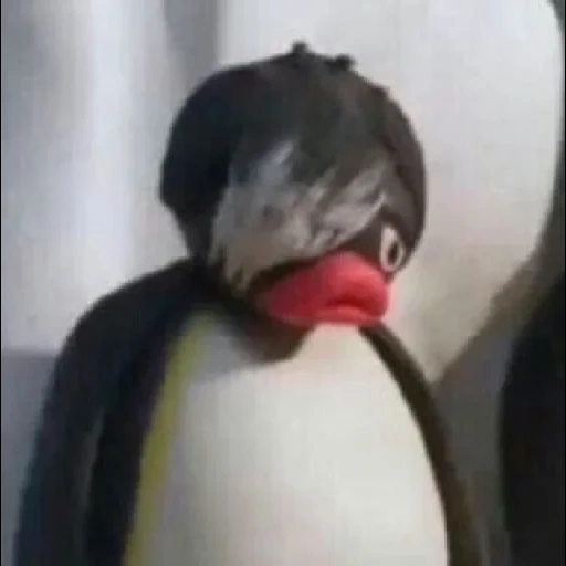 noot, pingu, meme face, memes funny, pingguo penguin