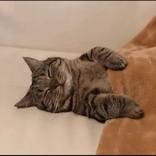 кот, кошка, котик, котик спит, котик сонный