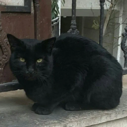 кошка, кот черный, котенок черный, мурка кот черный, черная кошка марго