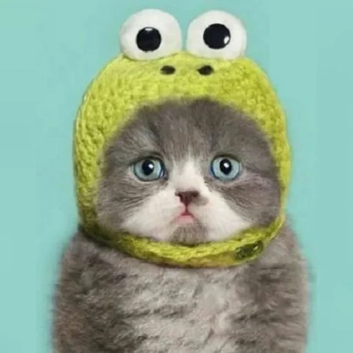 кот, котик, кот шапке, кот шапочке, котик шапочке