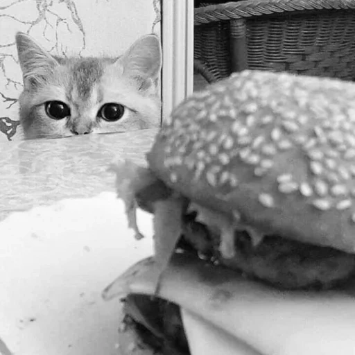 кот бургер, кот мемный, мемный котик, смешные котики, i can has cheezburger