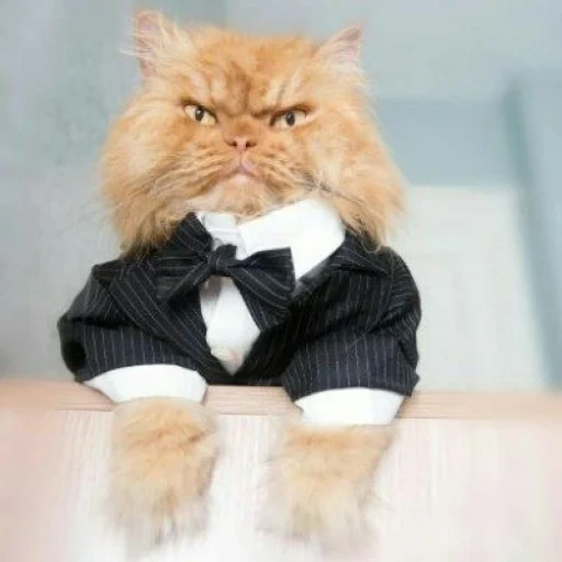 кот, кот костюме, коты костюмах, персидский кот гарфи, новый сердитый кот гарфи